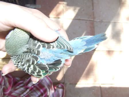 birdsolypithon030-1.jpg