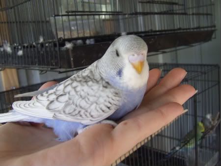 birdsolypithon037-1.jpg