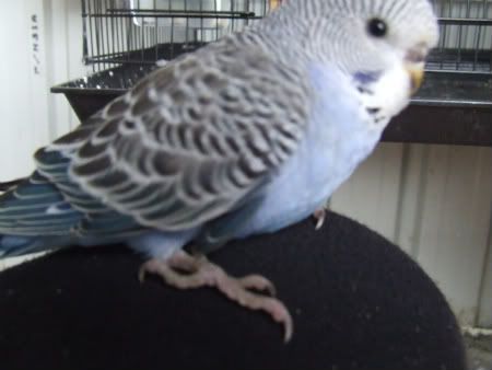 budgies003-1.jpg