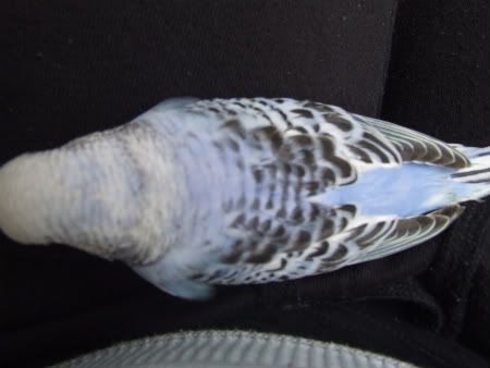 budgies006-1.jpg