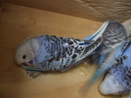budgies008-1.jpg
