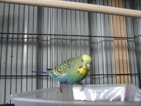 budgiies056.jpg