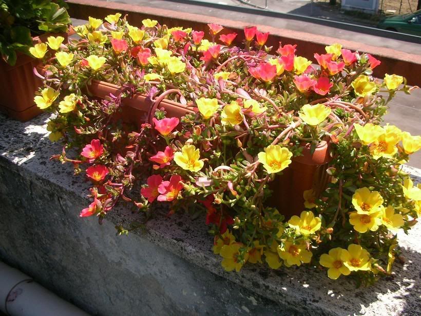 portulaca2.jpg