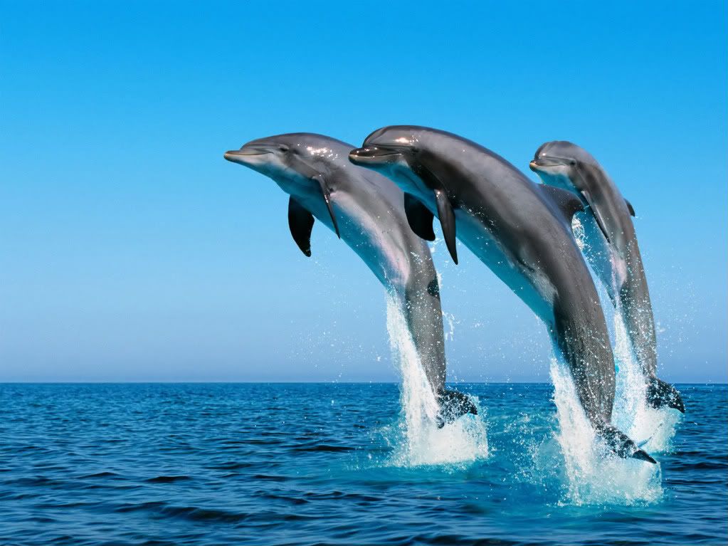dolphins wallpapers. Dolphin wallpapers