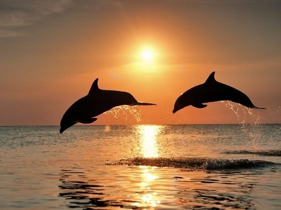dolphins wallpaper. Dolphin wallpapers