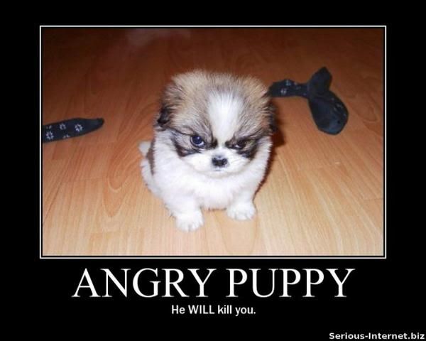 angrypuppy.jpg