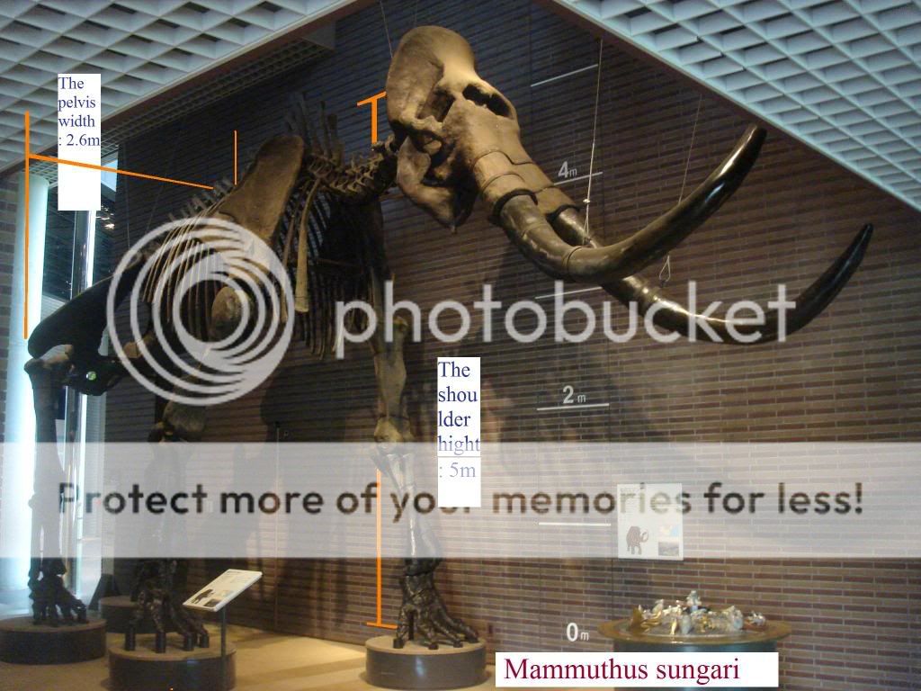 Songhua River Mammoth {Mammuthus sungari} in Single Animal Forum