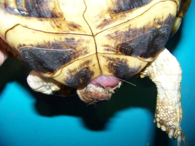 A Baby Turtle Was Discovered In A Woman's Vagina, Doctors Suspect Sexual Assault