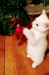 Kitten with Ornament, from Giphy photo kitten with ornament_zpsaeken8pm.gif