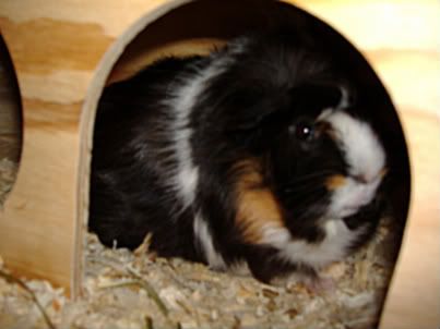 puzzyinwoodenhideaway.jpg