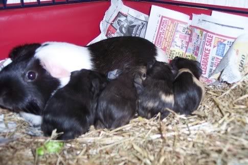DaisyLitter.jpg