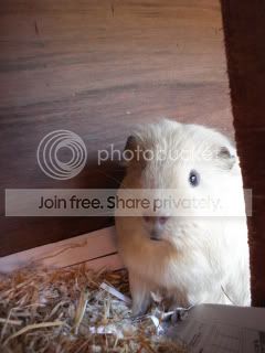 PETS007.jpg
