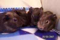 babies3.jpg