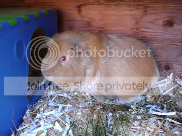 pigs009.jpg