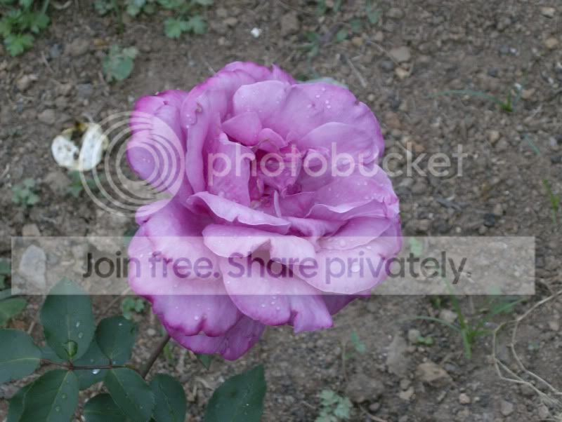 HPIM1318.jpg